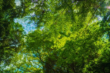 Parlak yeşil ağaçlar. Çekim Konumu: Hokkaido Furano