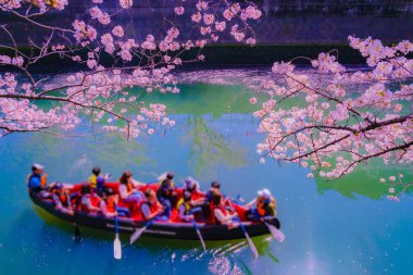 Kiraz çiçeklerinin altından geçen bir kano. Çekim yeri: Minami -ku, Yokohama