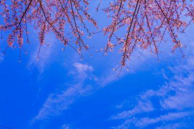 Kiraz çiçekleri ve gökyüzü. Çekim yeri: Minami -ku, Yokohama