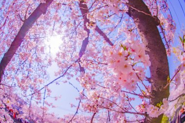 Kiraz çiçeklerine yakın çekim yap. Çekim yeri: Meguro -ku, Tokyo