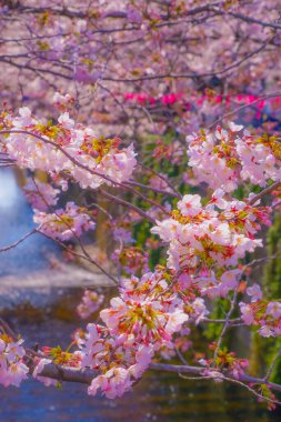 Bahar kiraz ağaçları. Çekim yeri: Meguro -ku, Tokyo