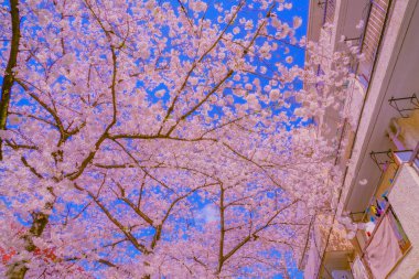 Kiraz çiçekli tüneller ve binalar. Çekim yeri: Meguro -ku, Tokyo