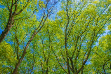 Taze yeşil doğal kubbe. Çekim yeri: Chofu Şehri, Tokyo