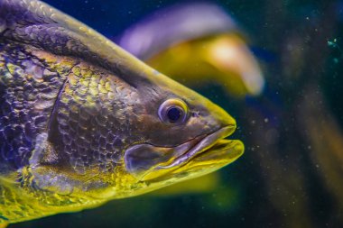 Yarı saydam balık grubu. Çekim yeri: Kawasaki Şehri, Kanagawa Bölgesi