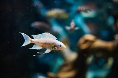 Akvaryumdaki renkli balıklar. Çekim yeri: Kawasaki Şehri, Kanagawa Bölgesi