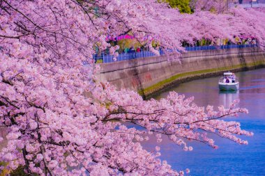 Nehir boyunca kiraz çiçekleri ve tekneler. Çekim yeri: Minami -ku, Yokohama