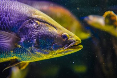 Tropikal balıklara yakın çekim. Çekim yeri: Kawasaki Şehri, Kanagawa Bölgesi