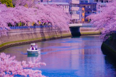 Kanal kiraz çiçekleri ve eğlence tekneleri. Çekim yeri: Minami -ku, Yokohama