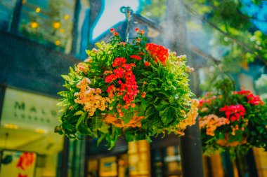 Asılmış çiçek kasesi. Çekim Konumu: Chiyoda Koğuşu, Tokyo