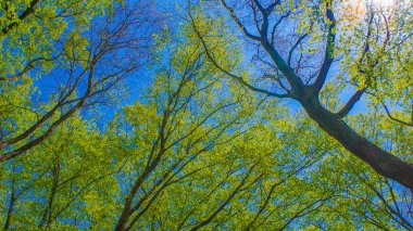 Yeni yeşil ağaçlar ortaya çıkıyor. Çekim yeri: Chofu Şehri, Tokyo