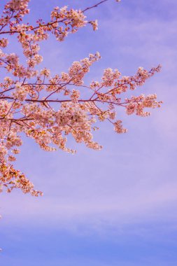 Bahar kiraz çiçekleri. Çekim yeri: Minami -ku, Yokohama