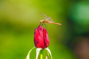Bir gülün içinde duran turuncu yusufçuk. Çekim Konumu: Kita -ku, Tokyo