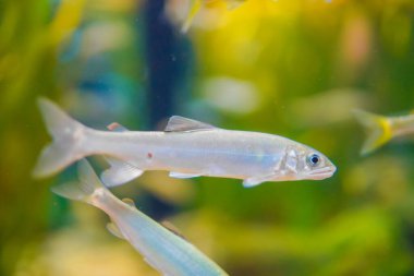 Şeffaf balığın fotoğrafı. Çekim yeri: Kawasaki Şehri, Kanagawa Bölgesi