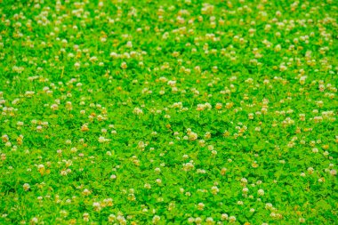 Beyaz çiçek halısı. Çekim yeri: Nishi -ku, Yokohama