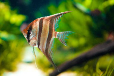 Scalare profili. Çekim yeri: Kawasaki Şehri, Kanagawa Bölgesi