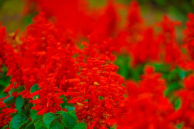 Kırmızı çiçek koleksiyonu. Çekim Konumu: Hokkaido Furano