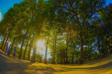 Park güneşte yürür. Çekim yeri: Meguro -ku, Tokyo