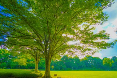 Oki güneşli bir günde parkta. Çekim Konumu: Chiyoda Koğuşu, Tokyo