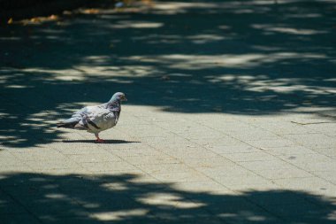 Güvercinlerin yürüdüğü yere gidin. Çekim yeri: Meguro -ku, Tokyo