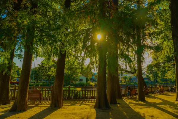 Grandes Árvores Cedro Parque Localização Tiro Meguro Tóquio Imagem De Stock