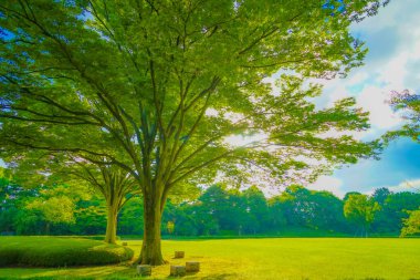 Oki güneşli bir günde parkta. Çekim Konumu: Chiyoda Koğuşu, Tokyo