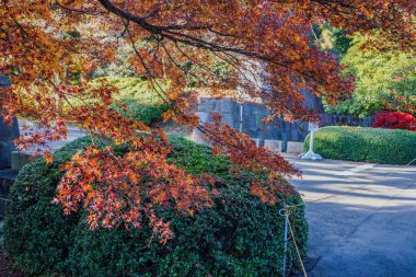 Sonbahar yaprakları ve kaldırımlar (İmparatorluk Sarayı). Çekim Konumu: Chiyoda Koğuşu, Tokyo