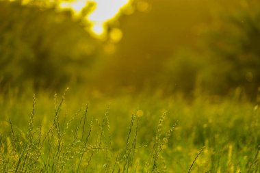 Yazın alacakaranlıkta çayır. Çekim yeri: Shinjuku-ku, Tokyo