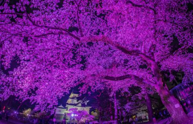 Gece kiraz çiçekleri ve şatonun işbirliği. Çekim yeri: Odawara Şehri, Kanagawa Bölgesi