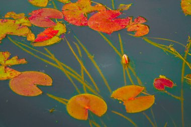 Nishikigoi yaprakları su yüzeyinde yüzüyor. Çekim yeri: Nakano Ward, Tokyo