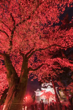 Gece kiraz çiçekleri ve şatonun işbirliği. Çekim yeri: Odawara Şehri, Kanagawa Bölgesi