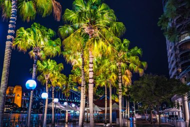Sydney 'de geceleri palmiye ağacı. Çekim yeri: Sydney, Avustralya