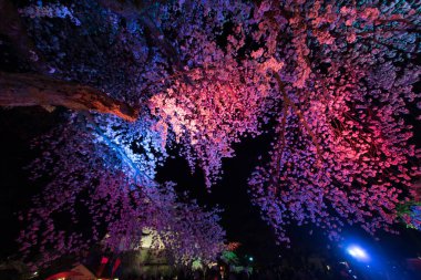 Işıkla renklendirilmiş kiraz çiçekleri. Çekim yeri: Odawara Şehri, Kanagawa Bölgesi