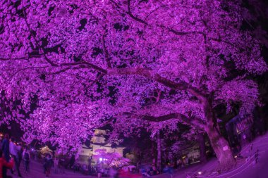 Gece kiraz çiçekleri ve şatonun işbirliği. Çekim yeri: Odawara Şehri, Kanagawa Bölgesi