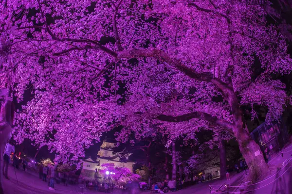 stock image Collaboration of night cherry blossoms and castle. Shooting Location: Odawara City, Kanagawa Prefecture