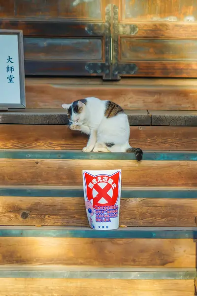 stock image Image of cat and shrine. Shooting Location: Toshima Ward, Tokyo