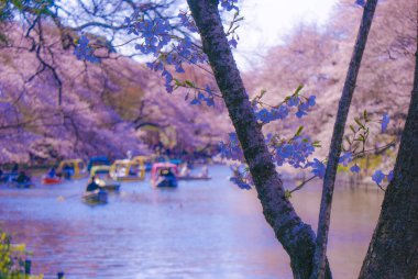 Kiraz çiçekleri ve tekne. Çekim yeri: Musashino Şehri, Tokyo