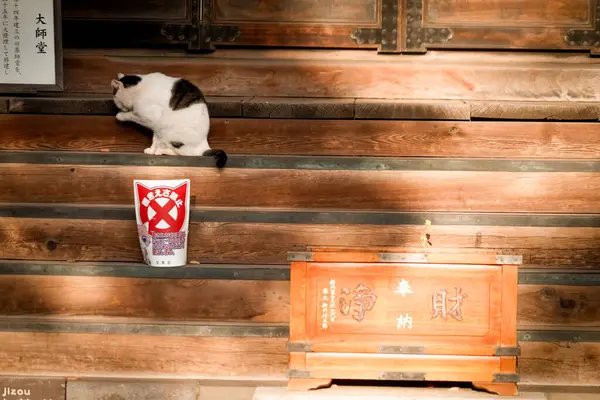 stock image Image of cat and shrine. Shooting Location: Toshima Ward, Tokyo