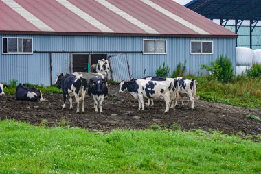 İneklerle dolu bir çiftlik manzarası. Çekim yeri: Biei Town, Hokkaido