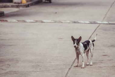 Sokak köpeği mi? # Sokakta. # Çekim Konumu: Sri Lanka, Colombo