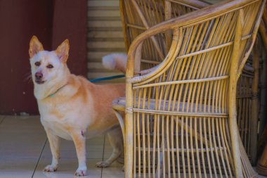 Bahçe bekçisi köpeği. Çekim yeri: Nishi Ward, Yokohama Şehri