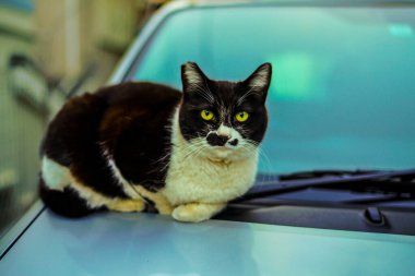 Siyah beyaz kedi portresi. Çekim yeri: Kanagawa Koğuşu, Yokohama Şehri