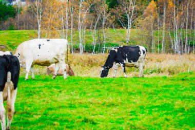 Otlayan ineklerin resmi. Çekim Konumu: Tomamu