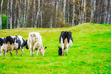 Çayırdaki inekler. Çekim Konumu: Tomamu