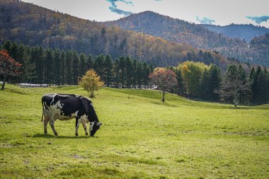 Siyah ve beyaz inek ot yiyor. Çekim Konumu: Tomamu