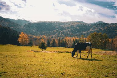 Dağ manzarası ve inek. Çekim Konumu: Tomamu