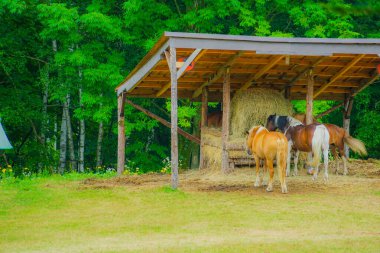 At ve yem. Çekim yeri: Biei Town, Hokkaido