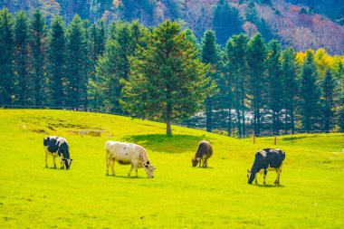 Colorful autumn landscape and cows. Shooting Location: Tomamu clipart