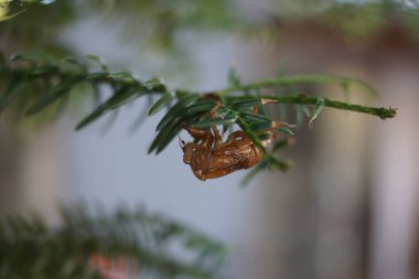 Ağustos böceği kabuğu resmi. Çekim yeri: Shinjuku-ku, Tokyo