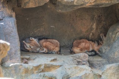 Mağarada uyuyan bir tilkinin görüntüsü. Çekim Konumu: Singapur