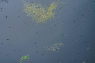 Su yüzeyindeki su yürüyüşçüleri okulu. Çekim yeri: Bunkyo Ward, Tokyo